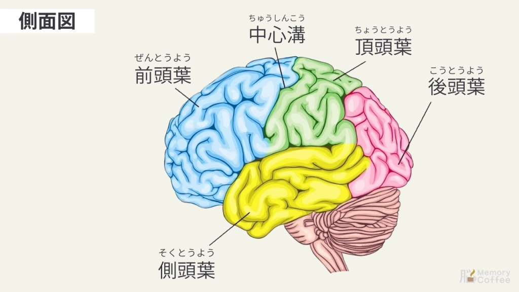 脳の側面図。前頭葉（青）、頂頭葉（緑）、側頭葉（黄）、後頭葉（桃）の4つの主要な部位と、中心溝の位置を色分けして解説した解剖図。