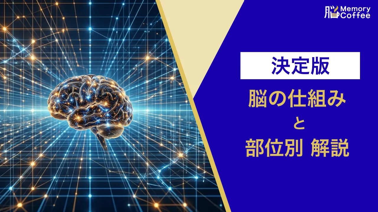 人間の脳の各部位（前頭葉、側頭葉、海馬、脳幹など）の役割と仕組みを網羅的に図解した、Memory Coffeeのマガジン記事のサムネイル画像