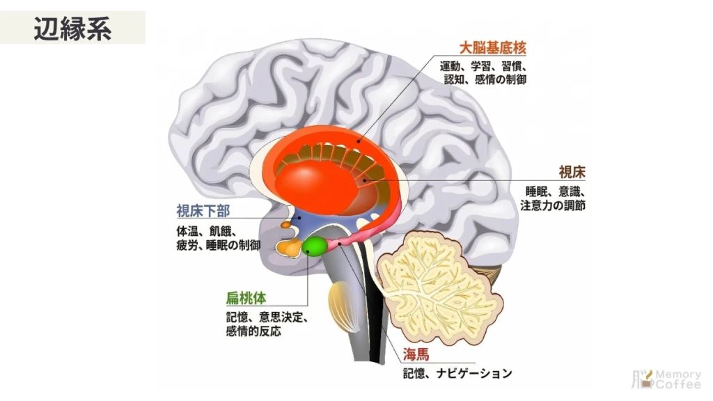 大脳辺縁系の構造と機能の図解。大脳基底核、視床、視床下部、扁桃体、海馬の各部位を色分けし、記憶・感情・自律神経制御などの役割を日本語で解説したイラスト。