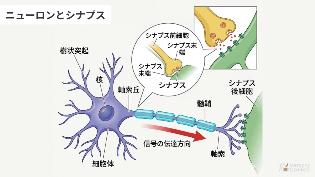 ニューロン（神経細胞）の基本構造と、シナプスにおける情報伝達の仕組みを説明した図解イラスト。細胞体、軸索、髄鞘、シナプス前後の細胞などの各部位が日本語でラベル付けされています。