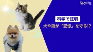 犬と猫の癒やしがストレスを軽減し、記憶の拠点である海馬を保護することを図解したアイキャッチ画像