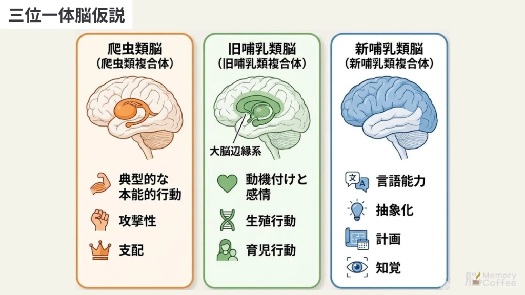三位一体脳仮説（Triune Brain Hypothesis）に基づき、脳の3階建て構造（爬虫類脳、旧哺乳類脳、新哺乳類脳）の役割と進化の過程を解説したインフォグラフィック。本能、感情、論理などの機能分担を視覚的に図解。