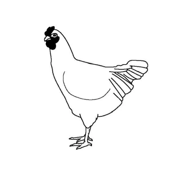 にわとり（鳥）