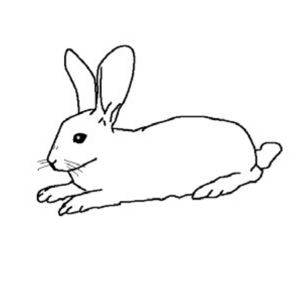 うさぎ（動物）