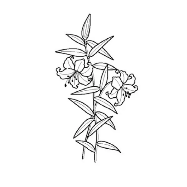 ユリ（花・植物）
