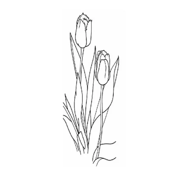 チューリップ（植物）