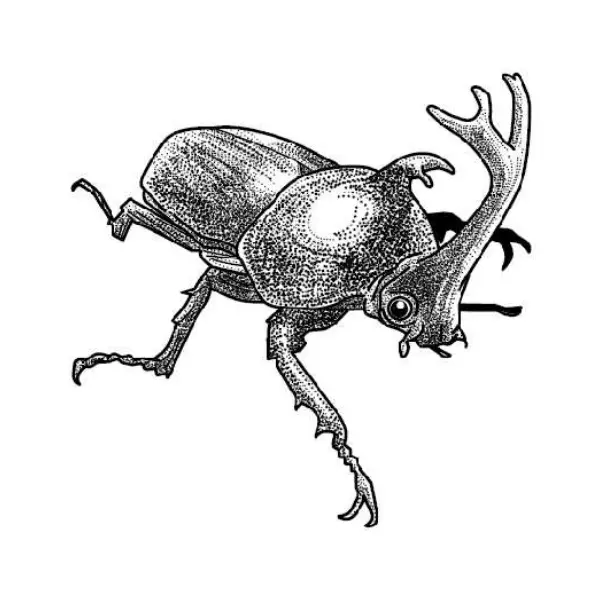 カブトムシ（昆虫）