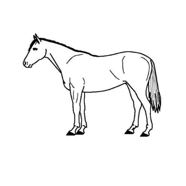 馬（動物）
