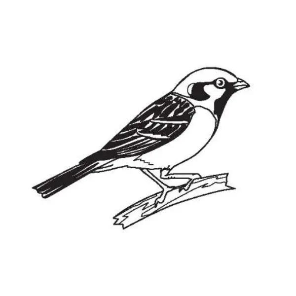 スズメ（鳥）