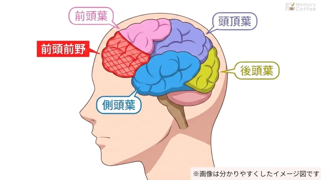 横顔の頭部シルエットの中に脳の各部位(前頭前野、前頭葉、頭頂葉、側頭葉、後頭葉)がイラストで正確に色分けして描かれた図解。前頭前野は赤の網掛けで強調されている。