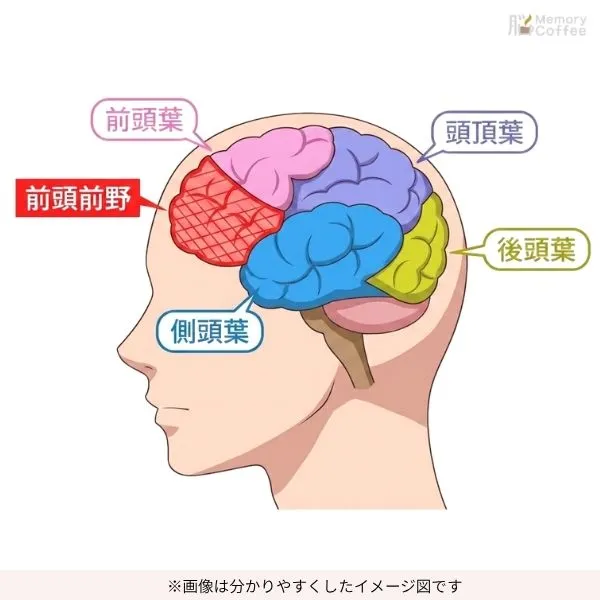 横顔の頭部シルエットの中に脳の各部位（前頭前野、前頭葉、頭頂葉、側頭葉、後頭葉）がイラストで正確に色分けして描かれた図解。前頭前野は赤の網掛けで強調されている。