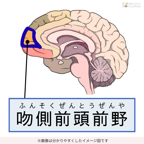 吻側前頭前野の位置を示す脳の図解