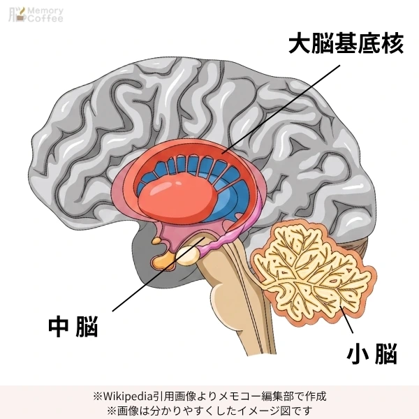 大脳基底核・中脳・小脳の場所を色分けで分かりやすく解説したイメージ図│作成:メモコー編集。