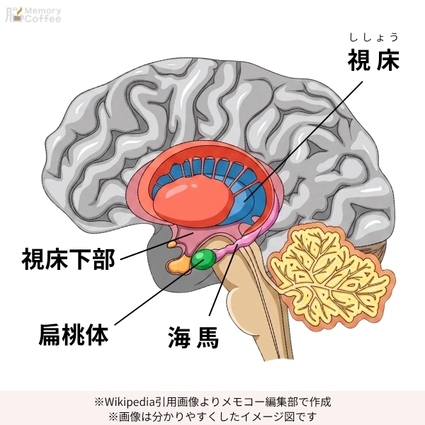 視床・視床下部・海馬・扁桃体の場所を色分けで分かりやすく解説したイメージ図│作成：メモコー編集。