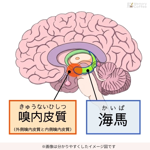 海馬と嗅内皮質(外側嗅内皮質と内側嗅内皮質)の場所を分かりやすく見せたイメージ画像。