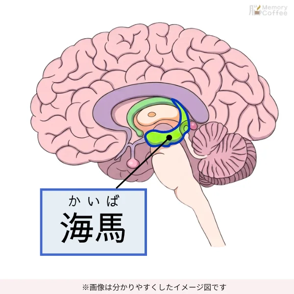 脳の記憶を司る「海馬」の部位を見せている画像。