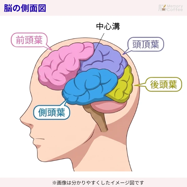 脳の側面図(前頭葉・頭頂葉・側頭葉・後頭葉)を分かりやすく色分けして見せているイメージ図│作成:メモコー編集。