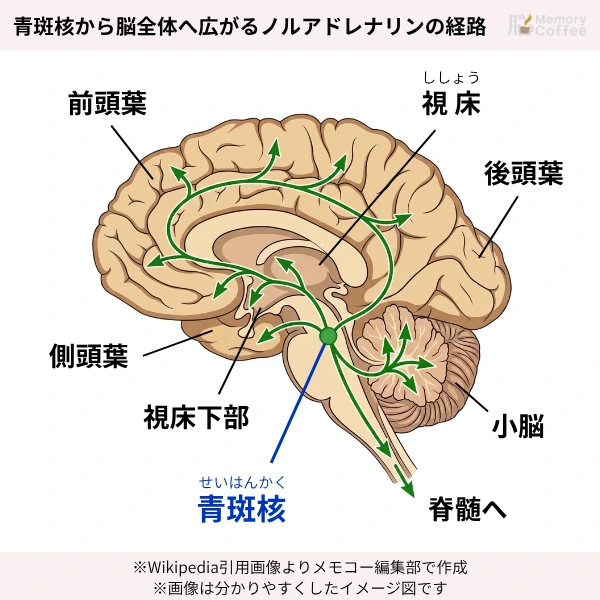 青斑核から脳全体(前頭葉・視床・後頭葉・側頭葉・小脳など)へ広がるノルアドレナリンの経路を示す図説(Memory Coffee記事編集部作)
