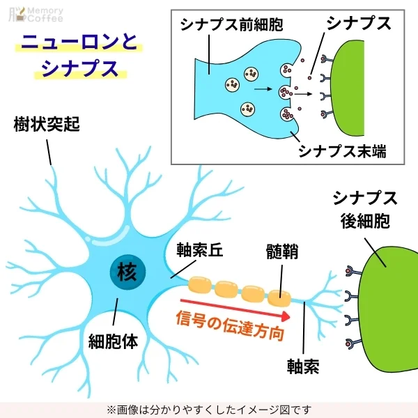 ニューロンとシナプスの関係性を解説したイメージ画像│作成:メモコー編集部。