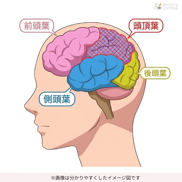 頭頂葉の場所を画像を使ってみせている画像。