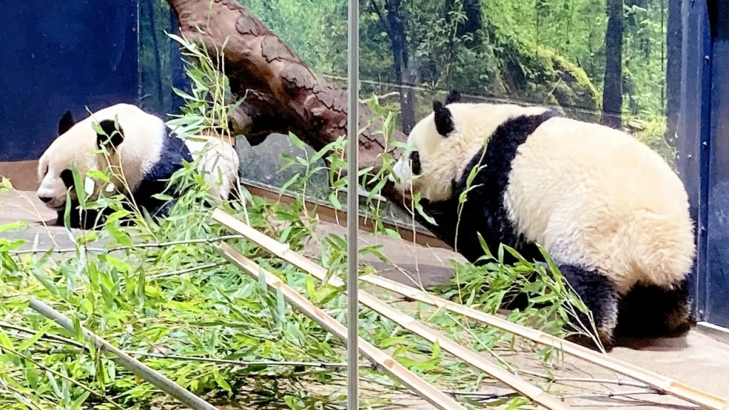 パンダにまつわるマンデラ効果を紹介する画像。